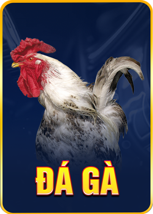 đá gà